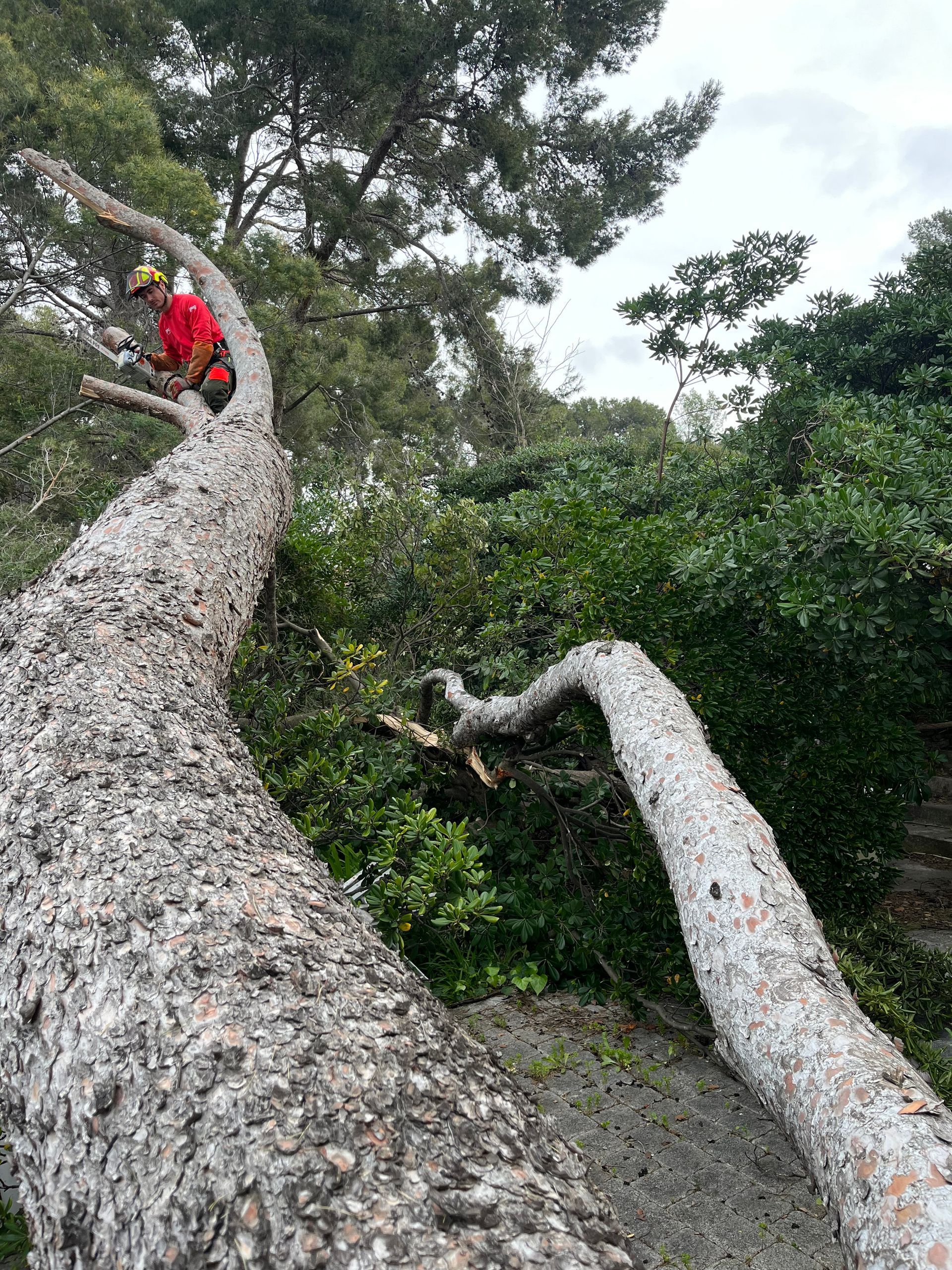 Arboriste dans un arbre, portant une chemise et un casque, en train de couper des branches.