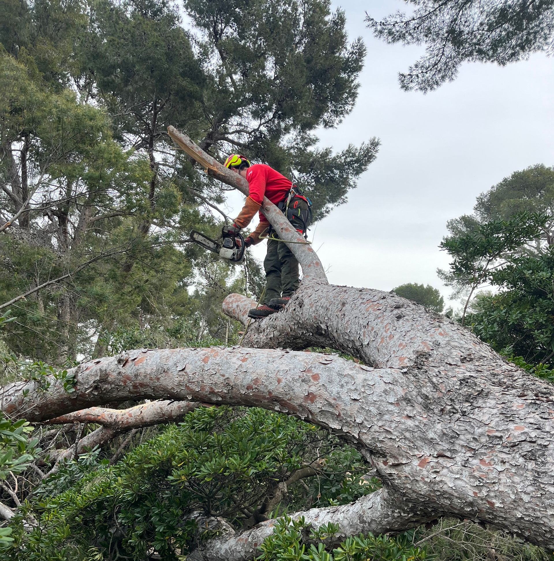 Un arboriste en chemise et casque utilise une tronçonneuse pour tailler un arbre tombé.