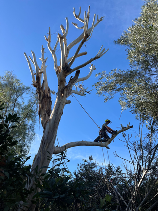 Une personne vêtue d'une tenue, appuyée contre un arbre penché à l'écorce, au milieu de verdure et d'un ciel nuageux.