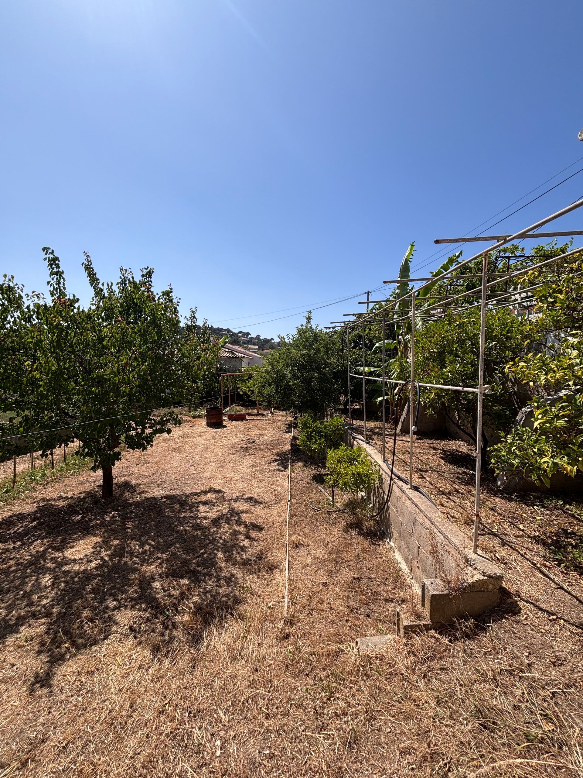 Un verger ensoleillé avec des rangées de citronniers, certains soutenus par des treillis métalliques, sur un sol sec recouvert de copeaux de bois.