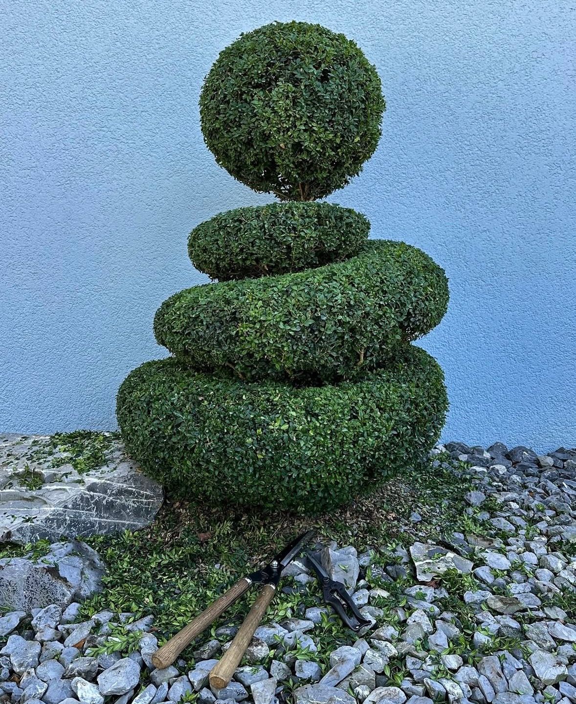 Arbuste topiaire taillé en formes arrondies et empilées, avec un sécateur à proximité.