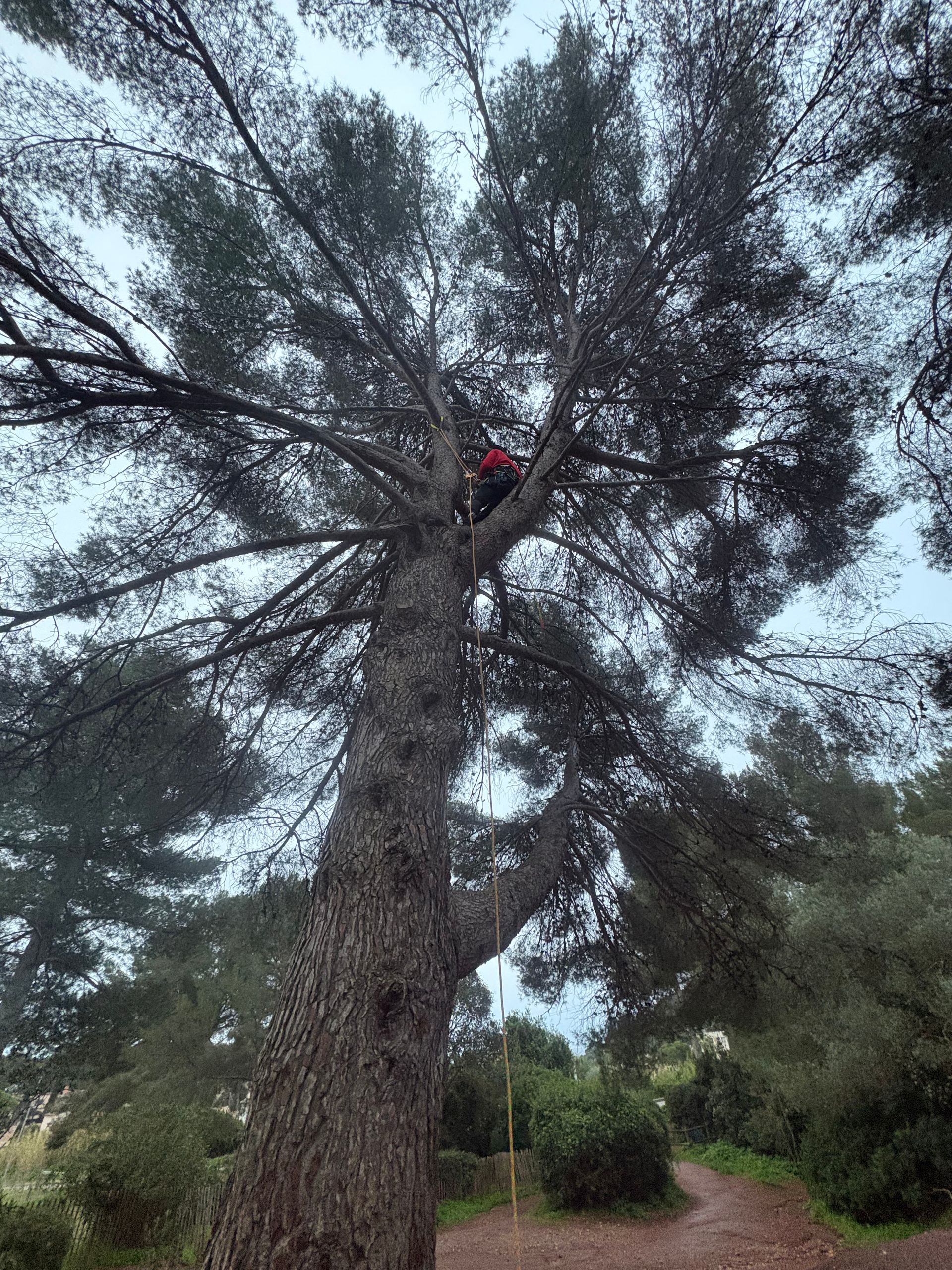 Une personne en chemise et casque grimpe à un grand arbre au tronc épais, dans un parc.