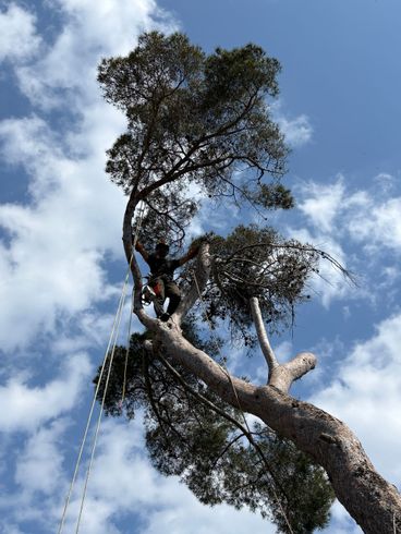Un arboriste grimpe à un grand arbre à l'aide de cordes, sur fond de ciel bleu et de nuages.