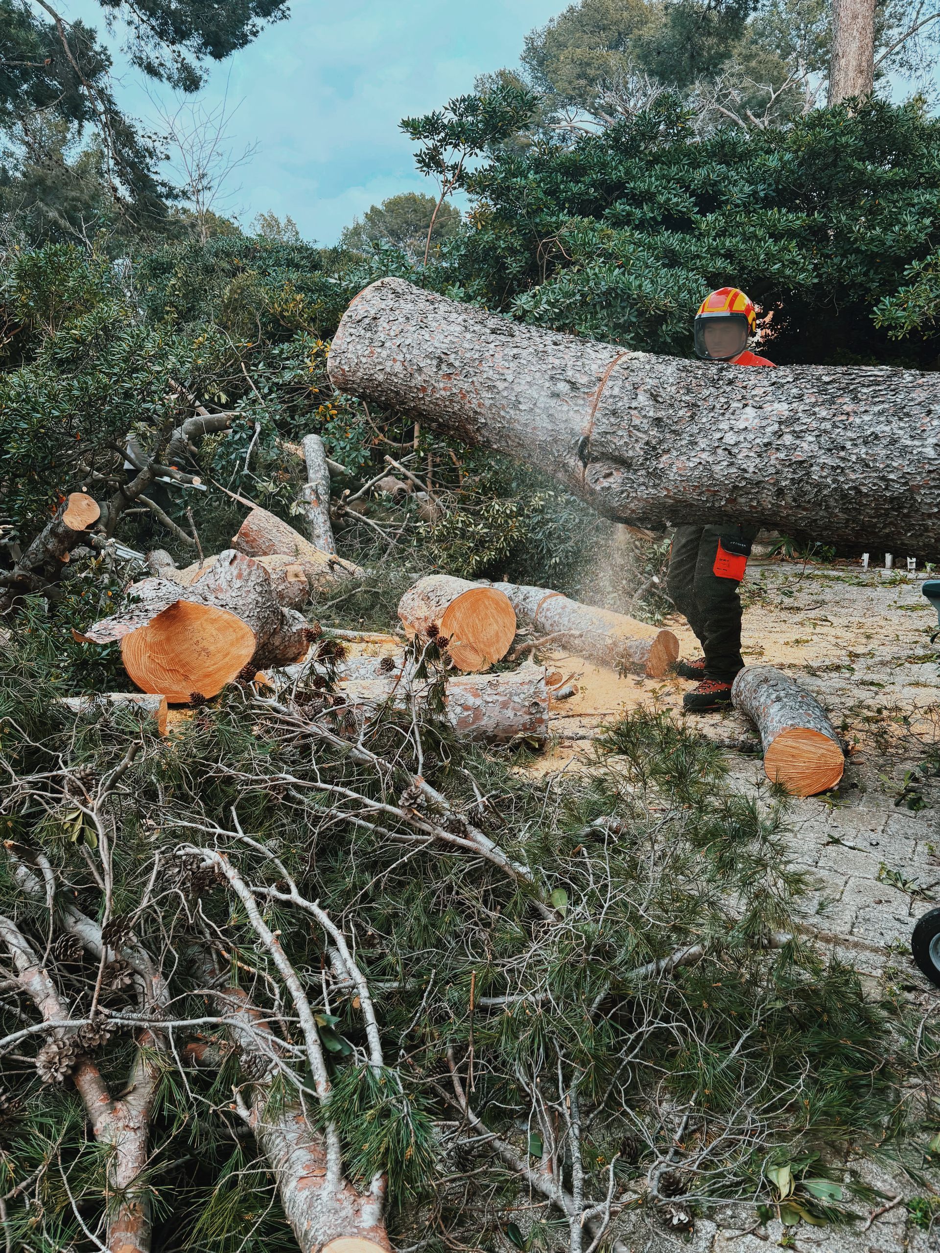 Un homme coupe un arbre tombé à la tronçonneuse.