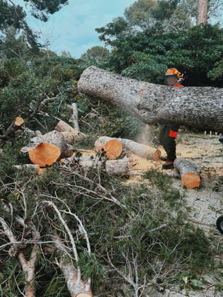 Un homme coupe un arbre tombé à la tronçonneuse.