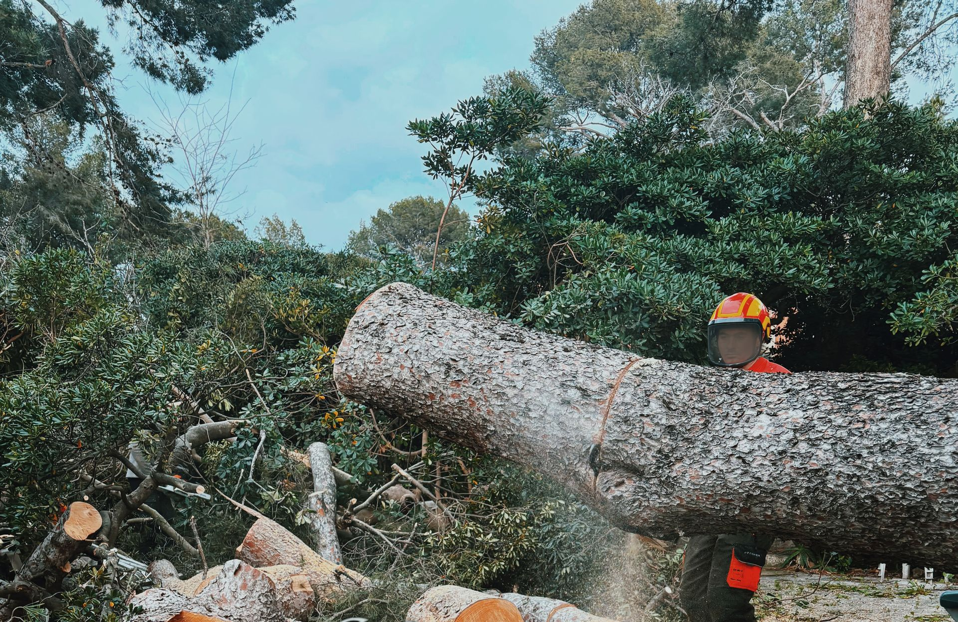Un homme coupe un arbre à la tronçonneuse, produisant de la sciure dans un environnement naturel.