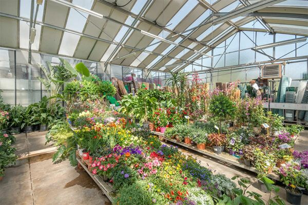 Rayons de fleurs dans le magasin