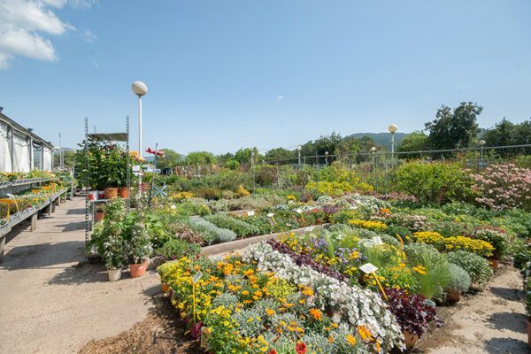 Espace extérieur avec plein de fleurs en pot