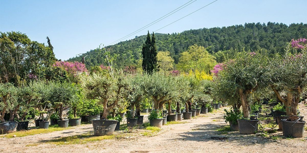 Oliviers en pot