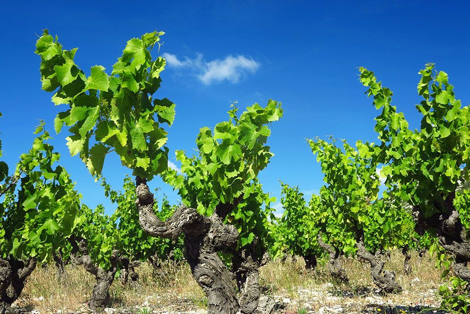 Des vignes aux feuilles d'un vert luxuriant se détachant sur un ciel d'un bleu éclatant.