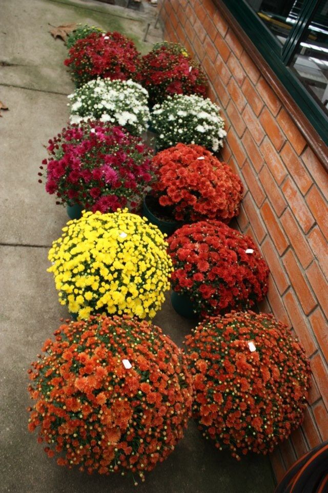 Fileiras de crisântemos em vasos de diversas cores: vermelho, branco, amarelo, laranja e bordô.
