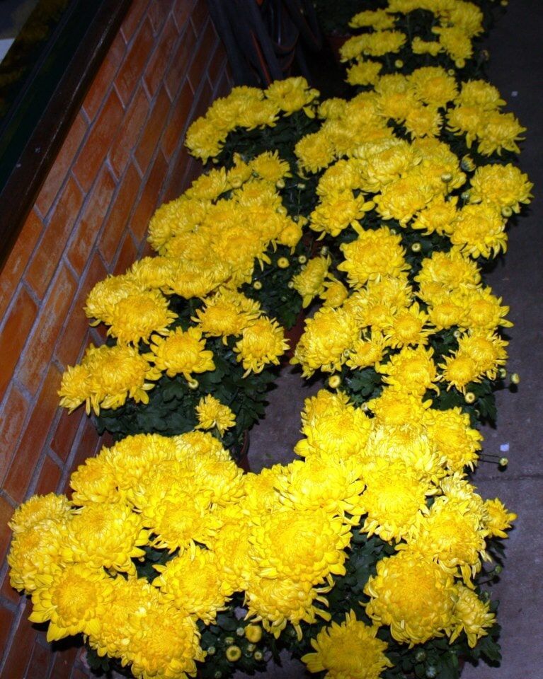 Fileiras de crisântemos amarelos vibrantes contra uma parede de tijolos vermelhos.