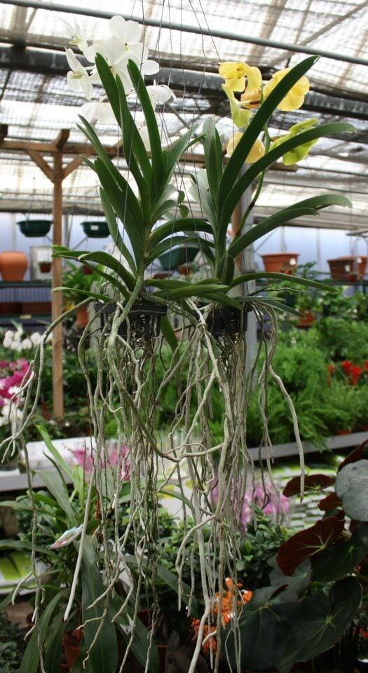 Duas orquídeas com raízes longas e pendentes e flores brancas e amarelas em um ambiente de estufa.