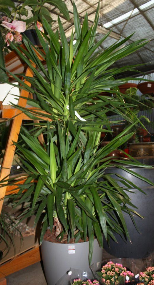 Grande planta de iúca verde num vaso cinza, dentro de uma loja.