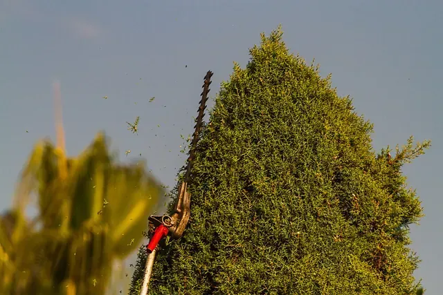 Una persona está cortando un árbol con una podadora de setos.