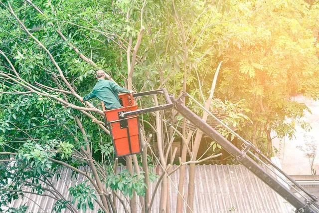 Un hombre está cortando un árbol con una grúa.