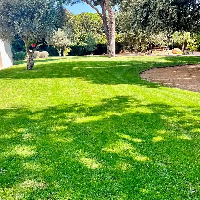 Un exuberante césped verde con árboles al fondo