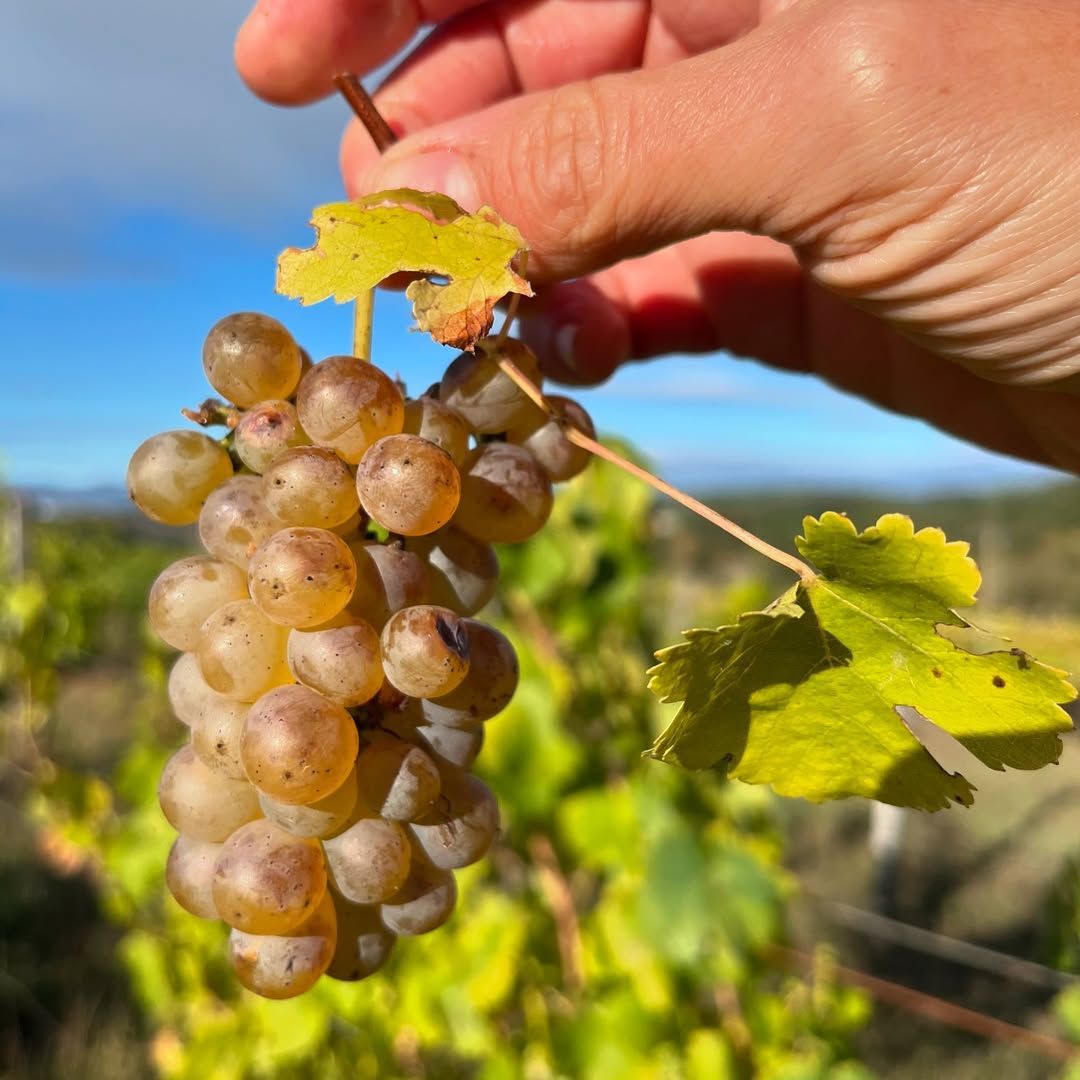 Mano sosteniendo un racimo de uvas doradas con hojas verdes, en un viñedo.