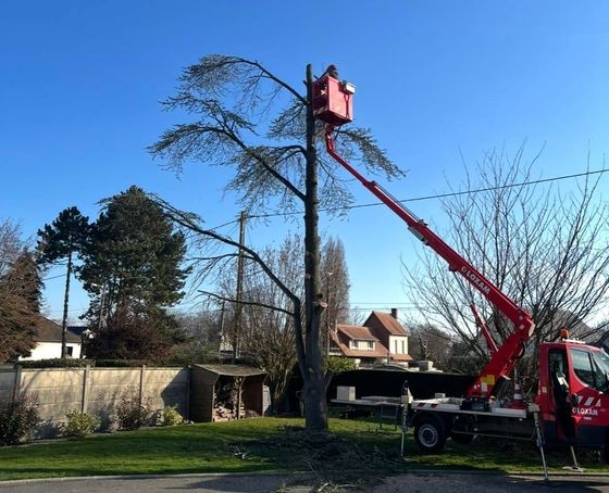 Une nacelle élévatrice rouge taille un grand arbre dans un jardin de banlieue par une journée ensoleillée.