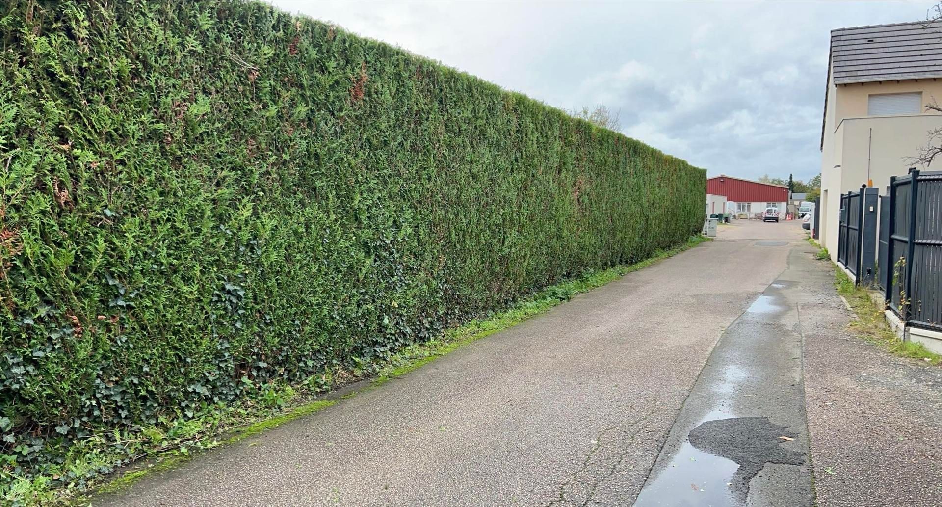Une haute haie verte borde une allée de gravier humide, à côté d'un bâtiment blanc et d'une clôture noire.