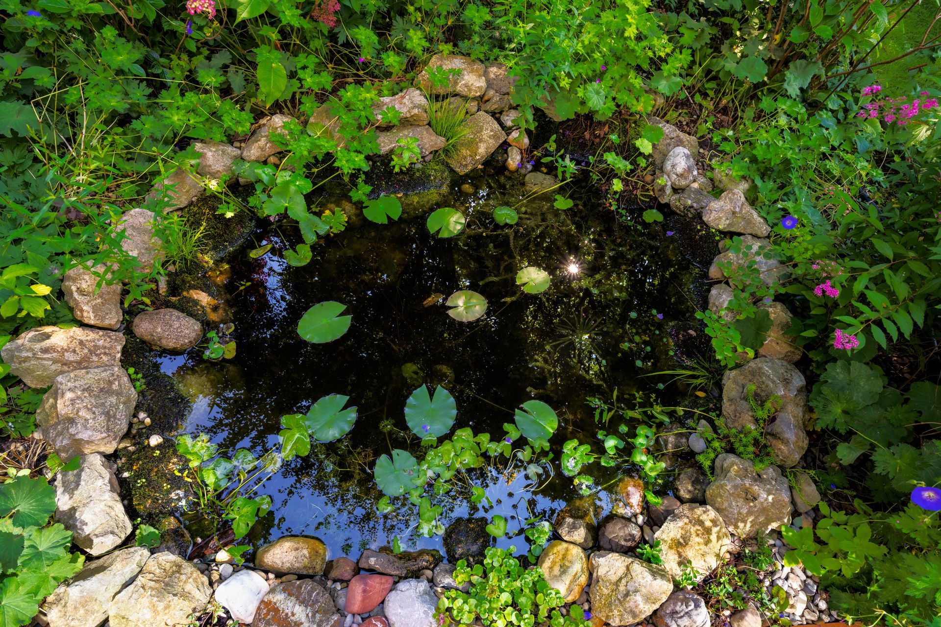 Petit bassin de jardin avec nénuphars, eau sombre et pierres, entouré d'une végétation luxuriante.