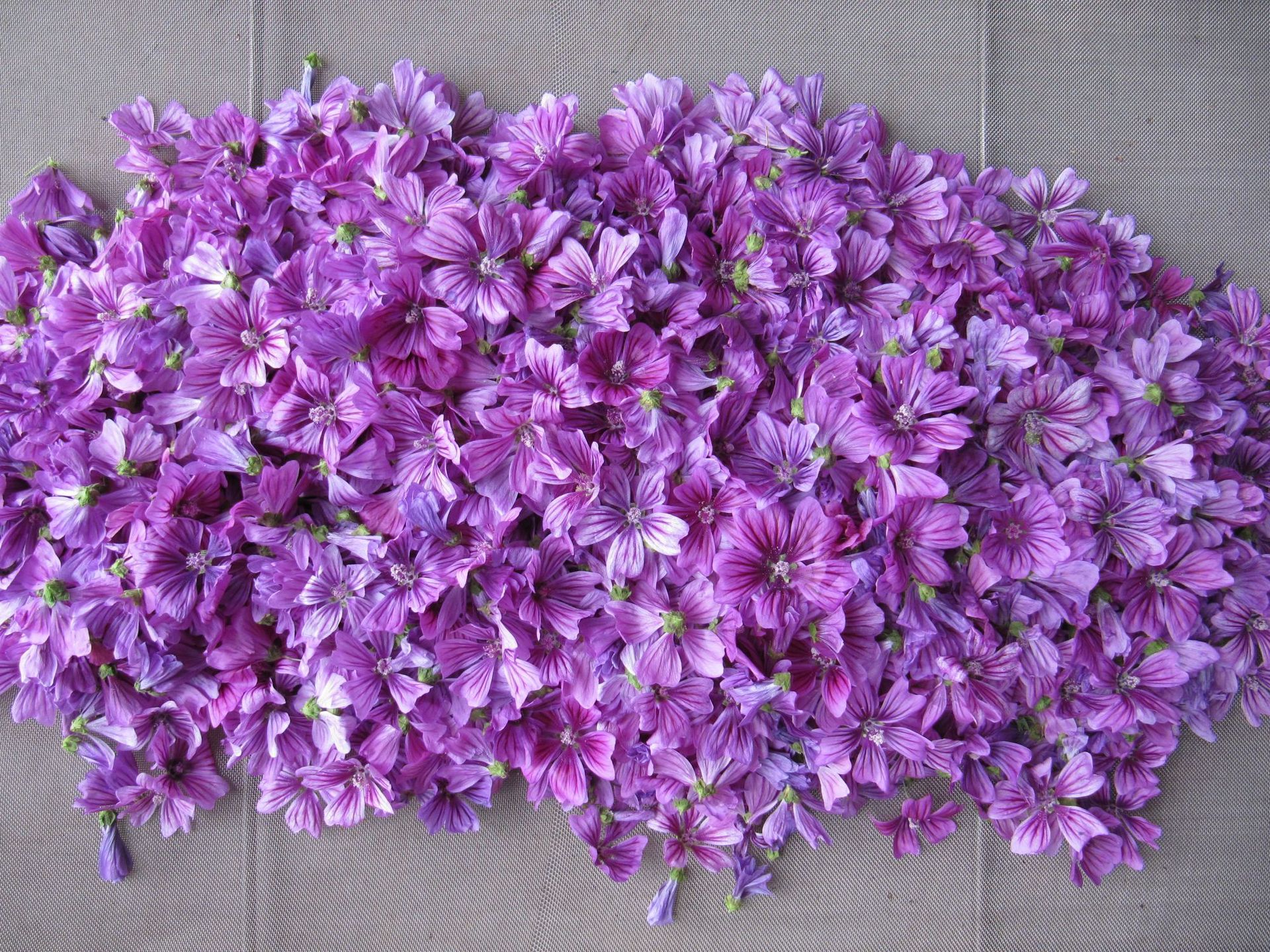 Pflanzen kaufen - Herboland GmbH in Horw