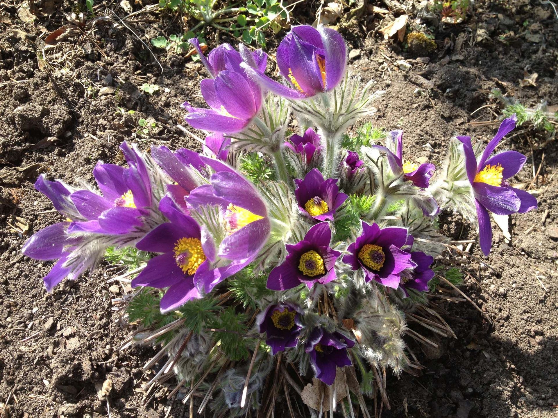 Gärtnerei - Herboland GmbH in Horw