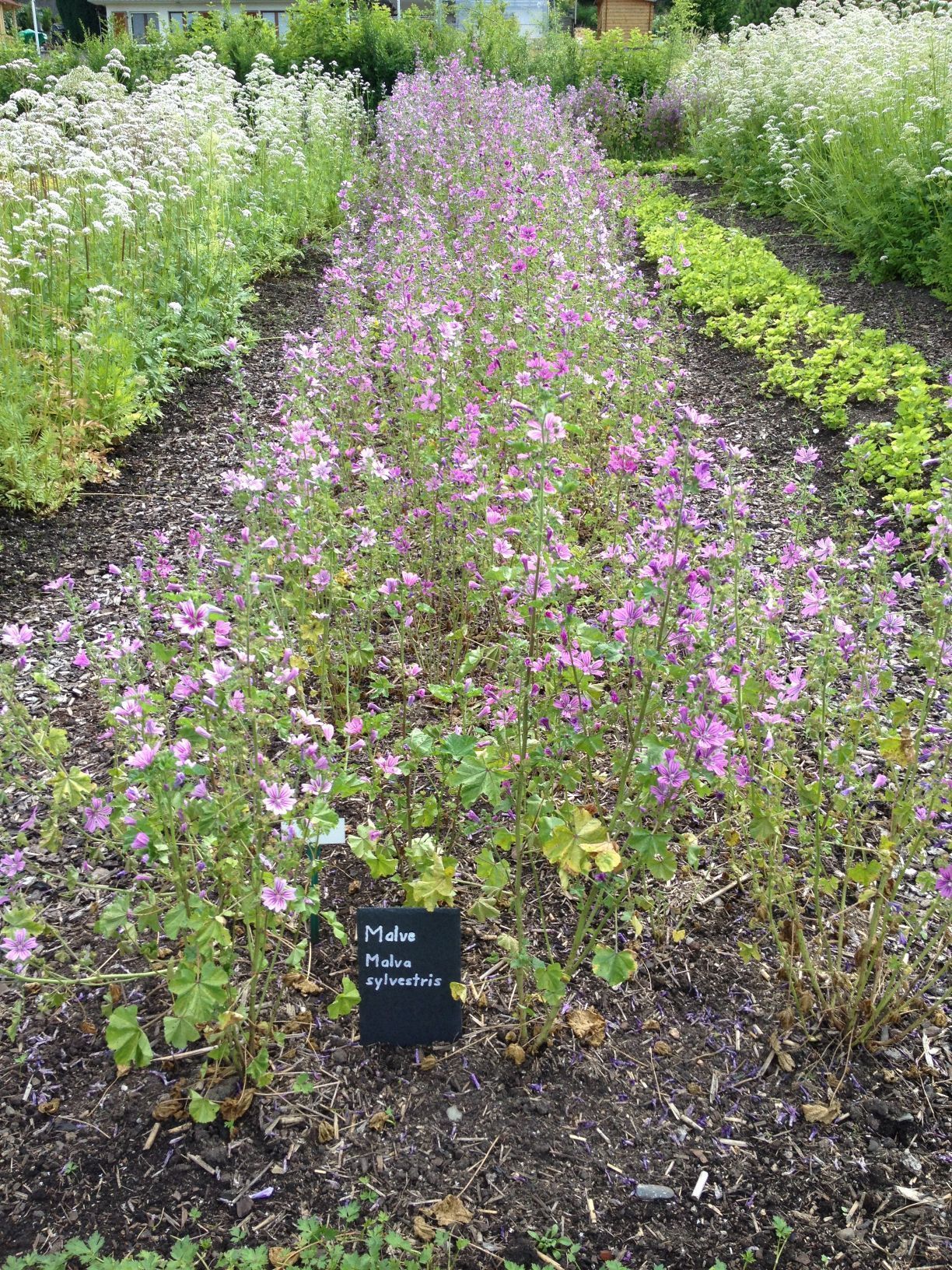 Gärtnerei - Herboland GmbH in Horw