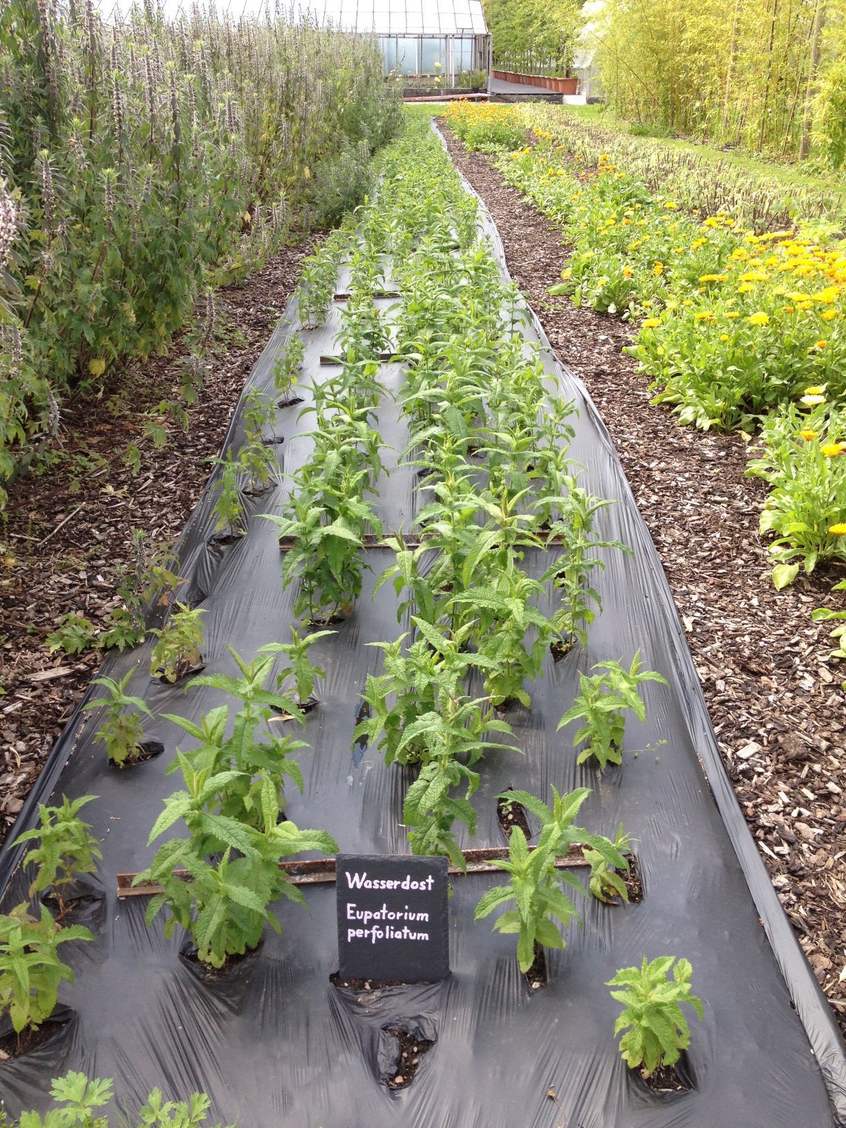 Gärtnerei - Herboland GmbH in Horw