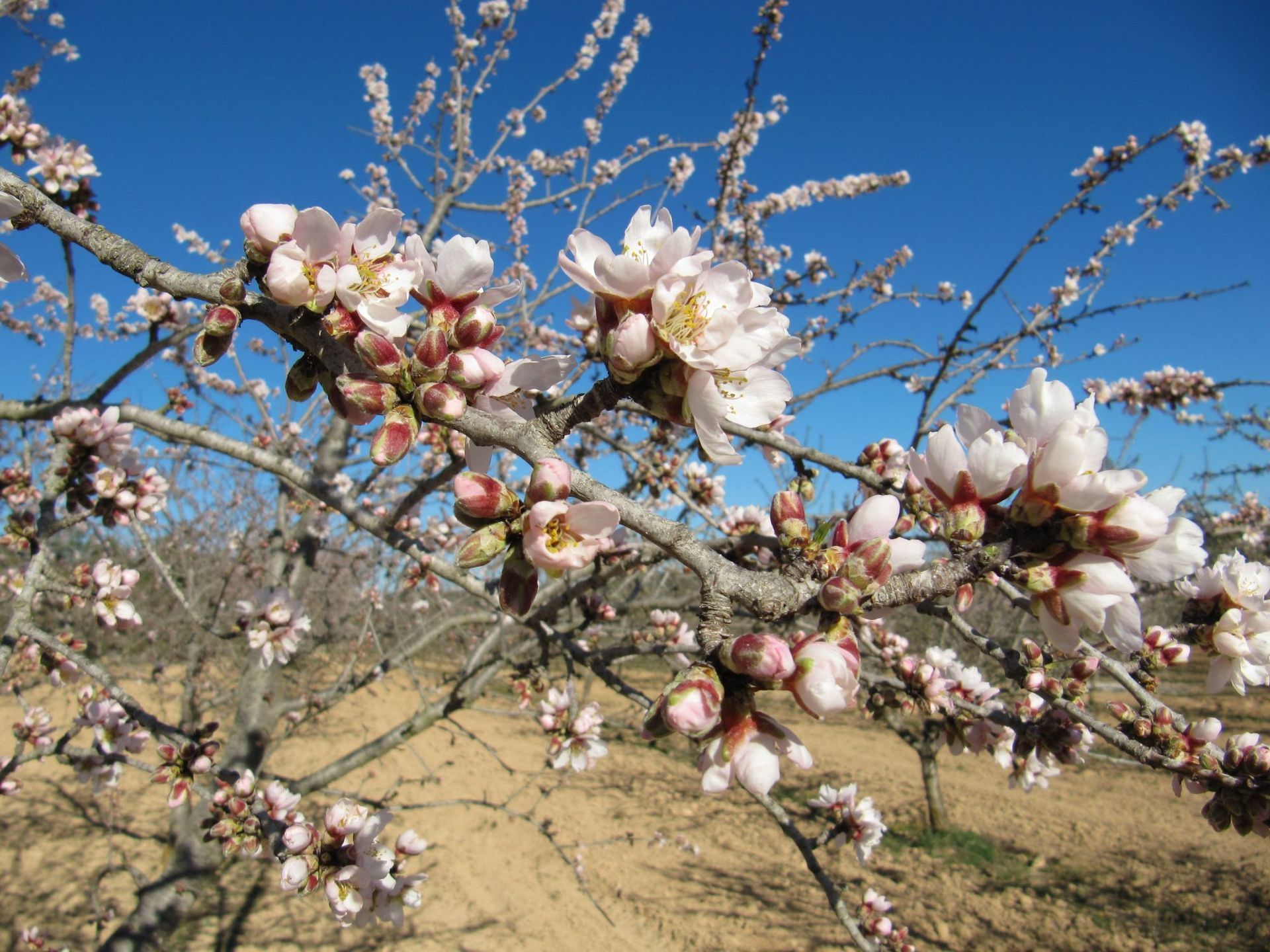 Exotische Blumen Pflanzen - Herboland GmbH in Horw