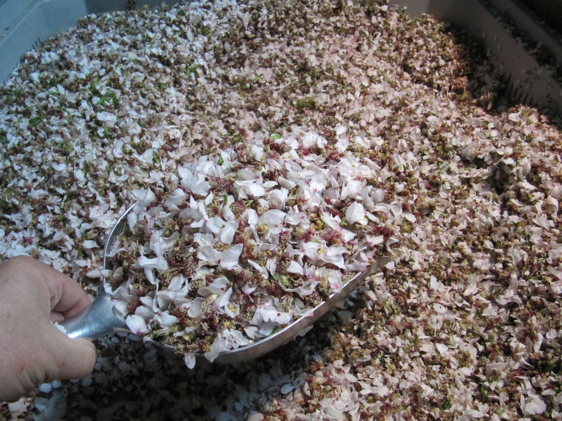 Wildpflanzen - Herboland GmbH in Horw