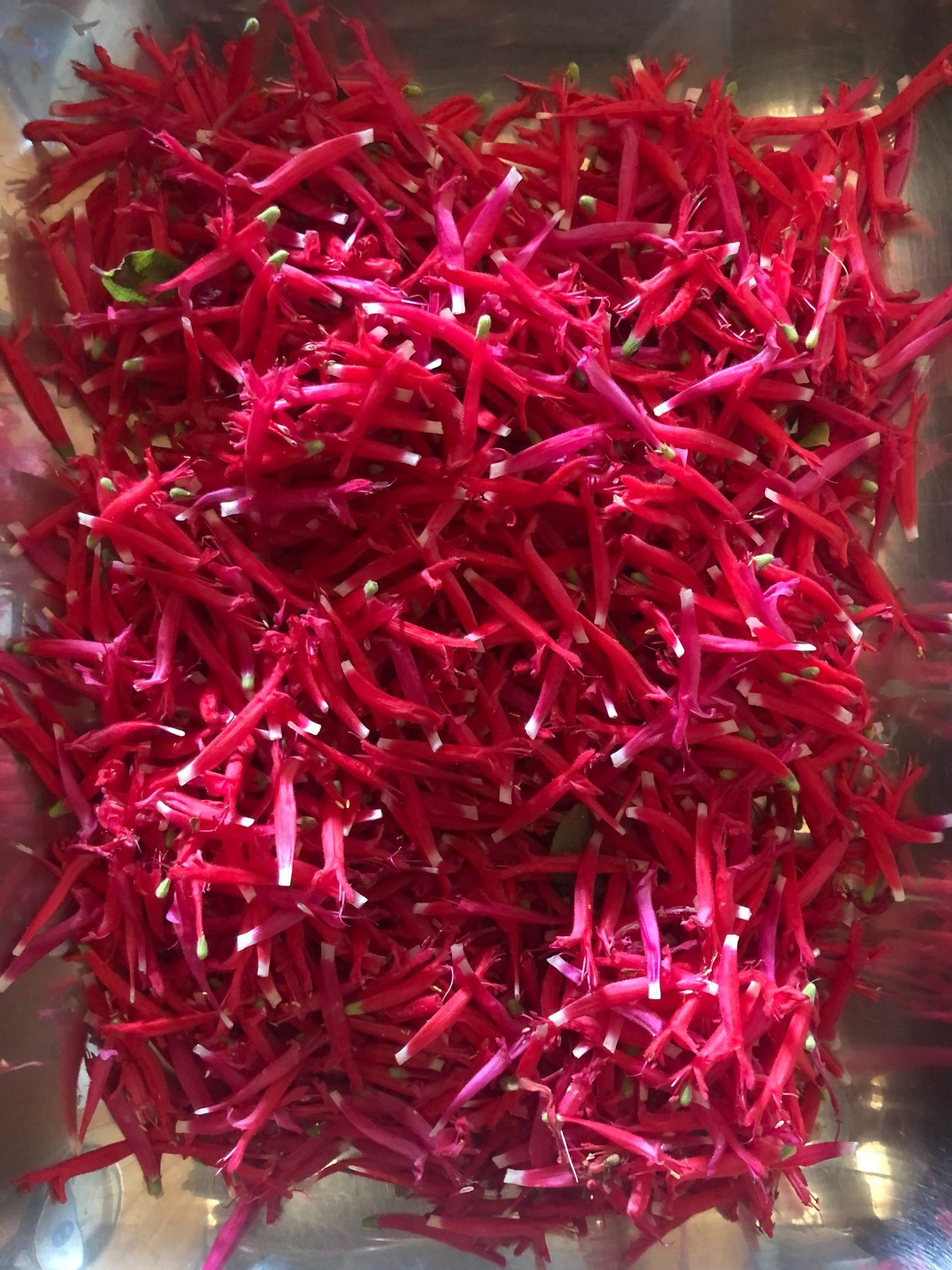 Exotische Blumen Pflanzen - Herboland GmbH in Horw