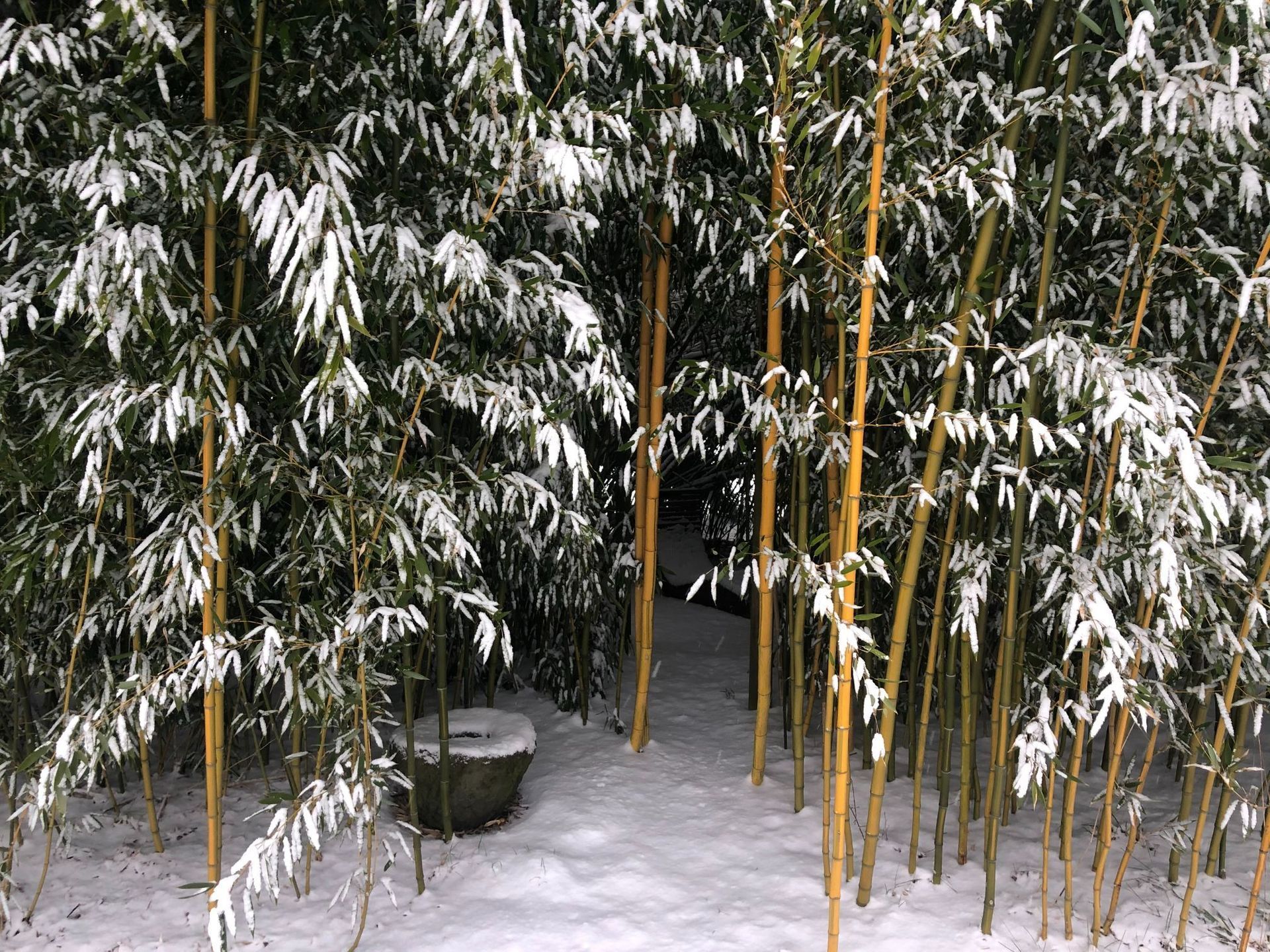 Bambusgarten - Herboland GmbH in Horw