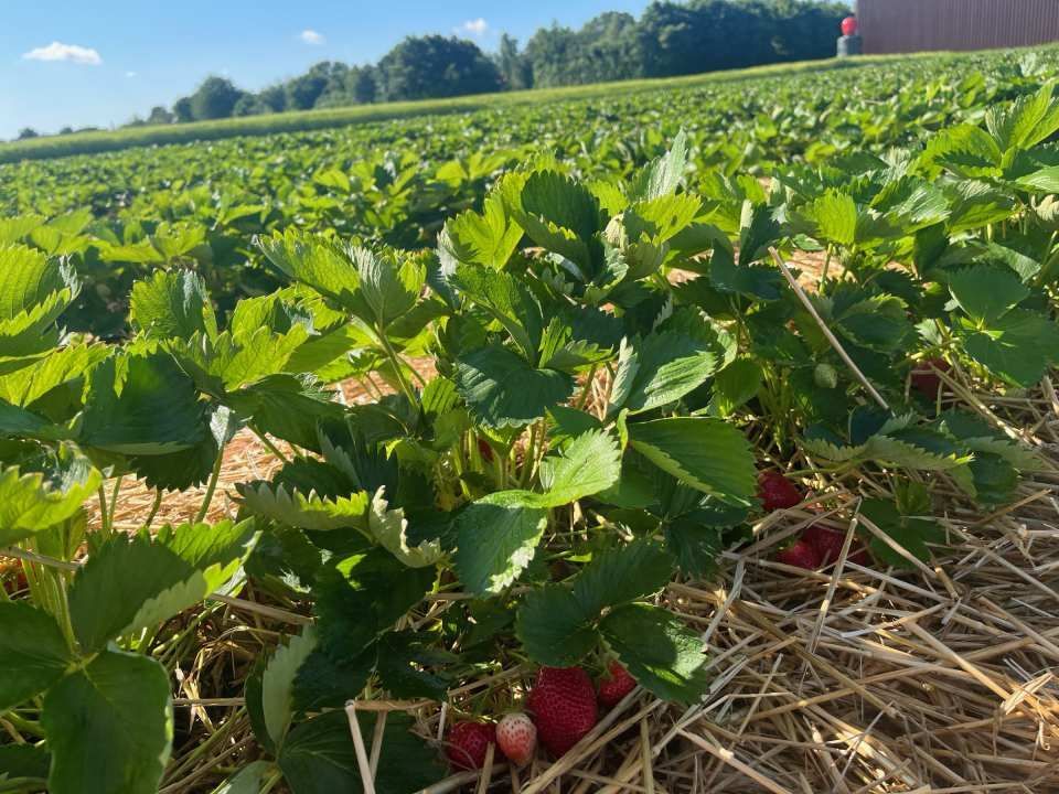 Erdbeerfeld