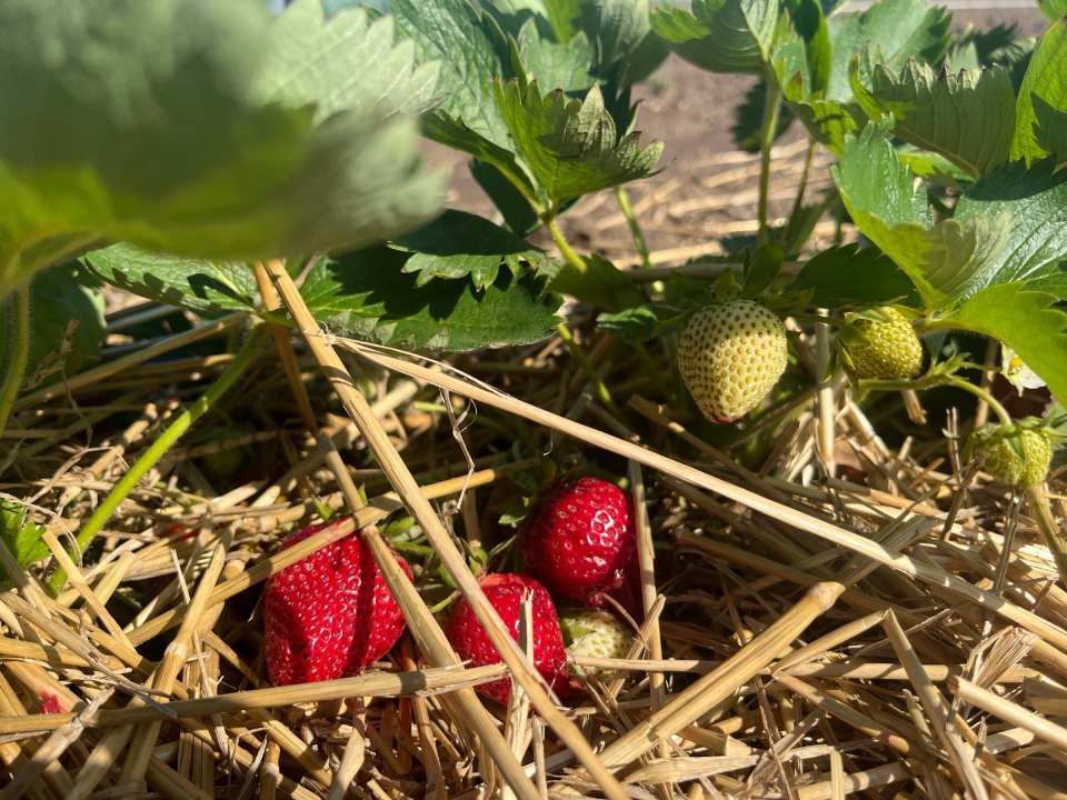 Erdbeerfeld
