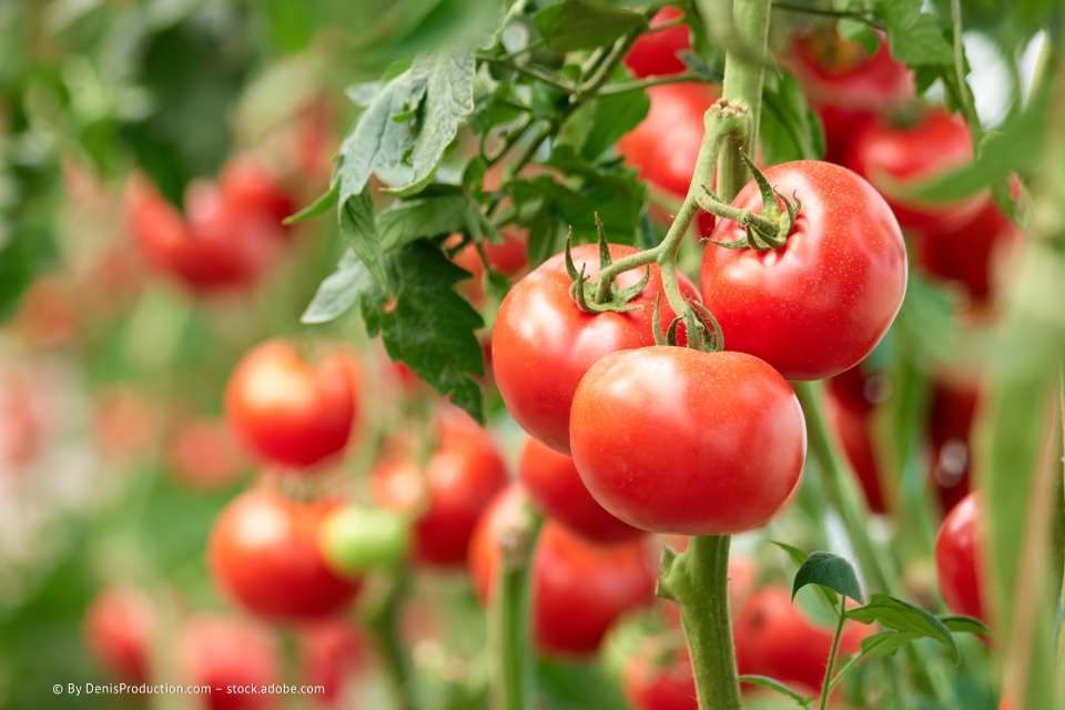 Tomaten am Strauch