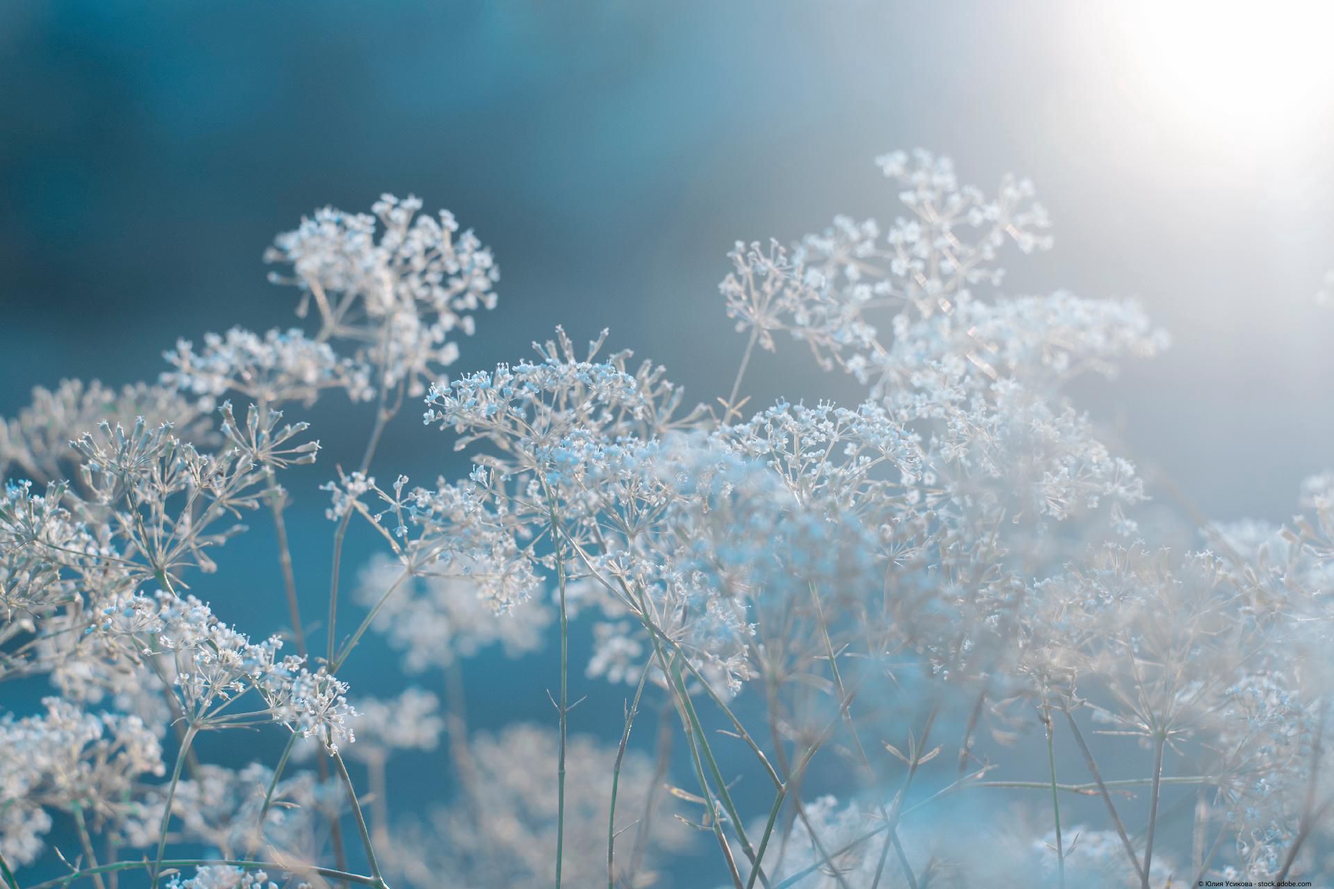 Nahaufnahme weißer Blüten vor blauem Himmel