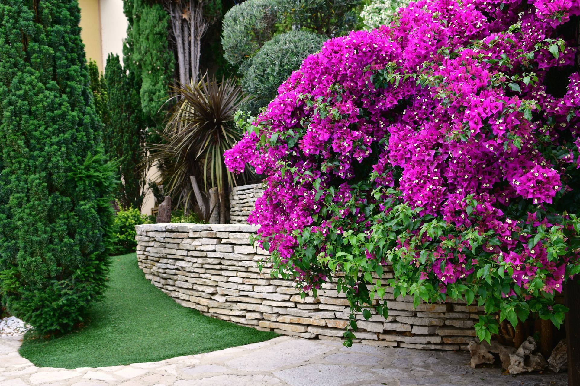 Murets en pierre et bougainvillier.