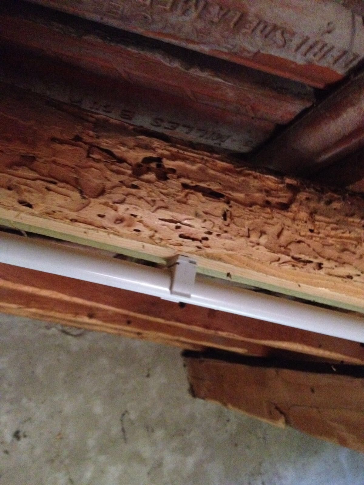 Poutre rongée par des insectes xylophages