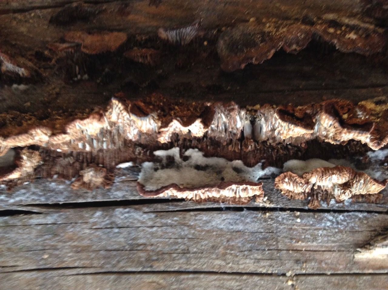 Poutre rongée par des champignons