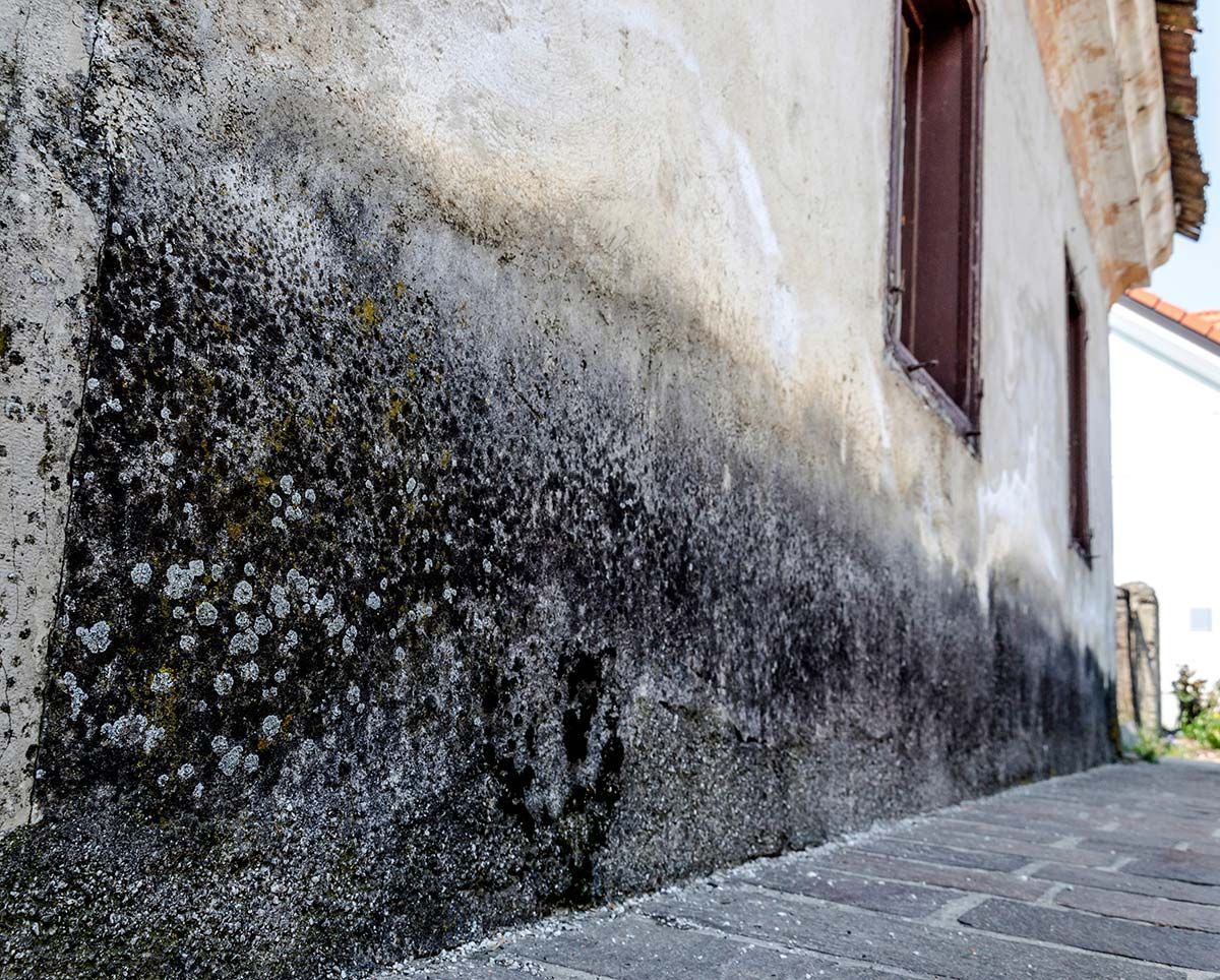 Mur extérieur au bord d'une route avec des remontée capillaires et la présence de mousse