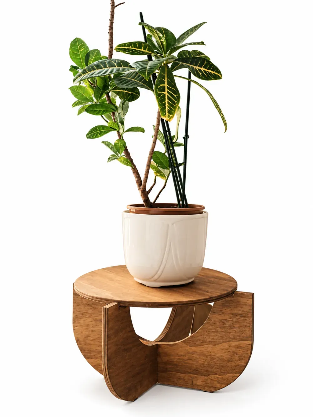 Planta verde en una maceta de cerámica blanca, colocada sobre un soporte de madera curvado.