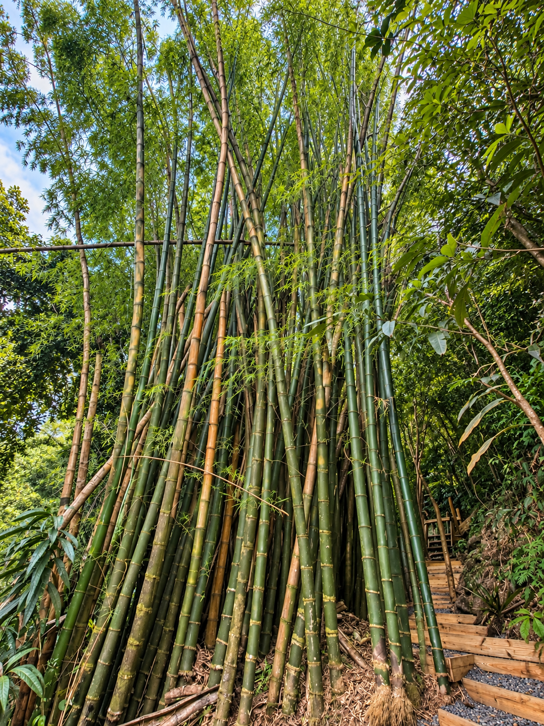 Towering giant bamboo grove beside a wooden Jungle trail