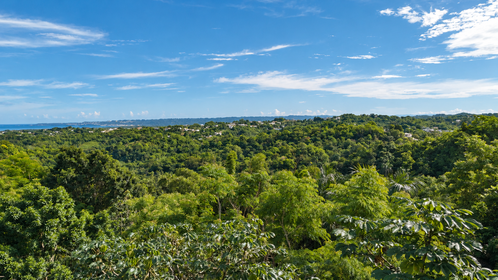 Ocean views beyond the lush Jungle canopy