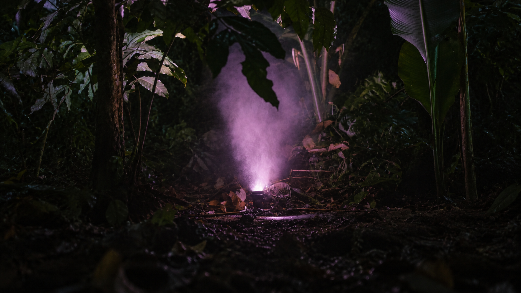 Violet-lit fog drifting through tropical foliage on the Cloud Forest Trails