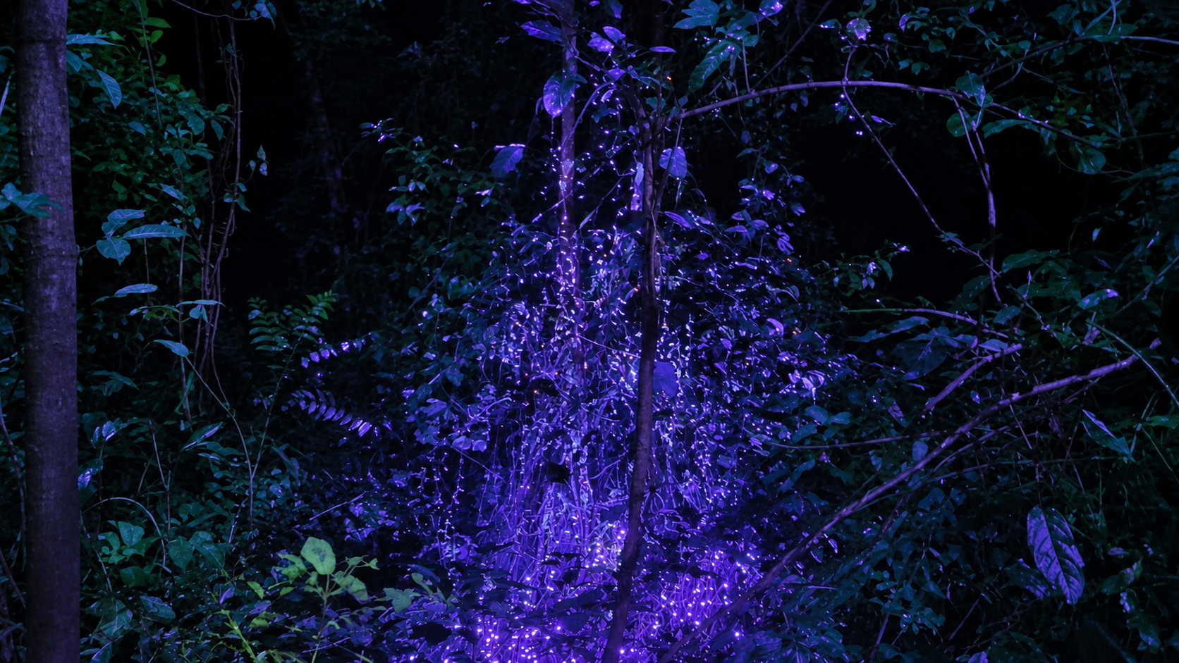 Blue and violet lights among the forest branches