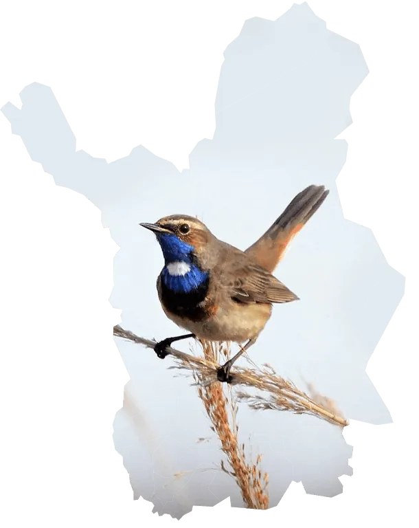 Sinirintalintu istuu varrella vaaleansinistä siluettitaustaa vasten.