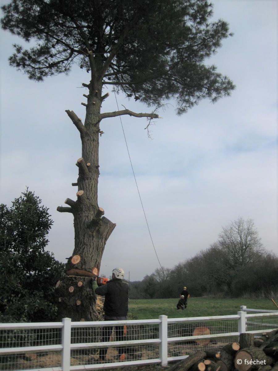 Abattage d'un grand pin