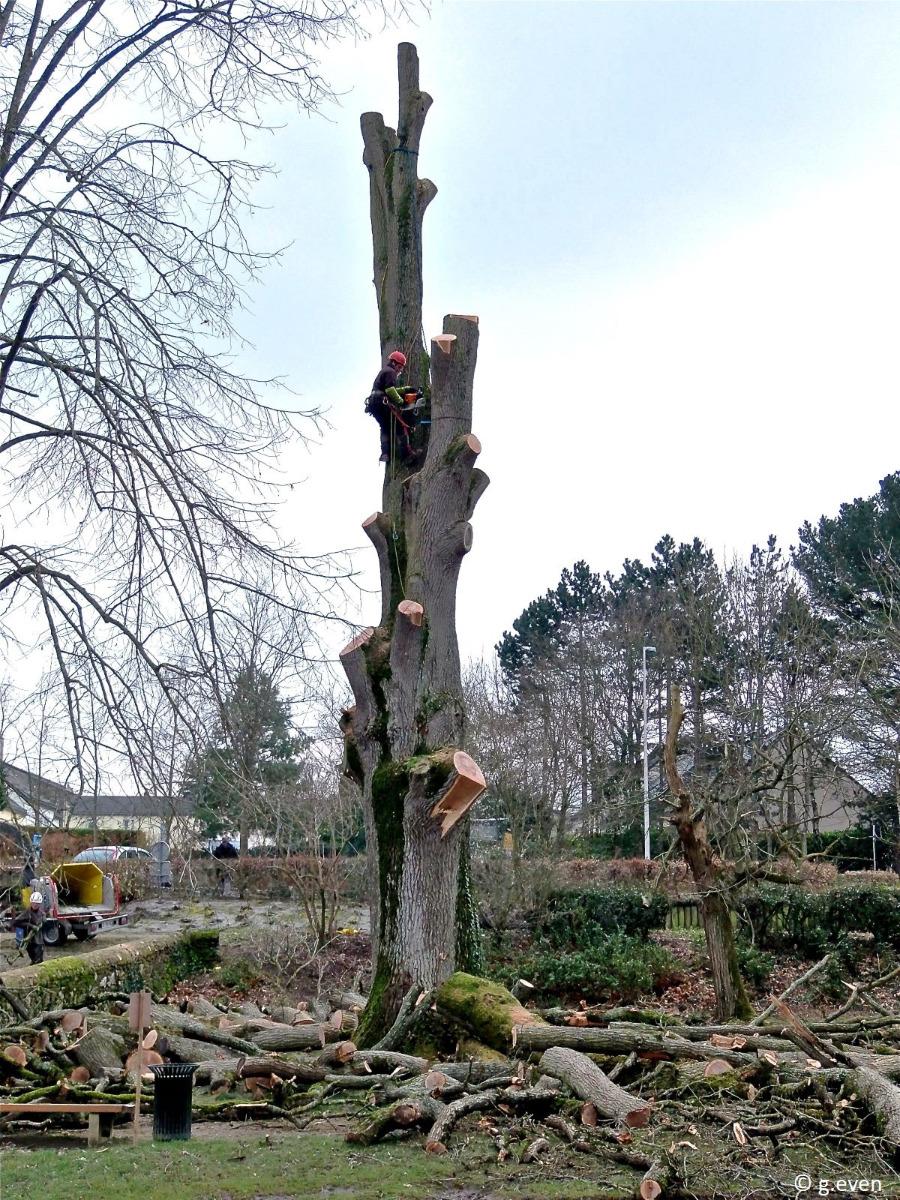 Abattage par démontage