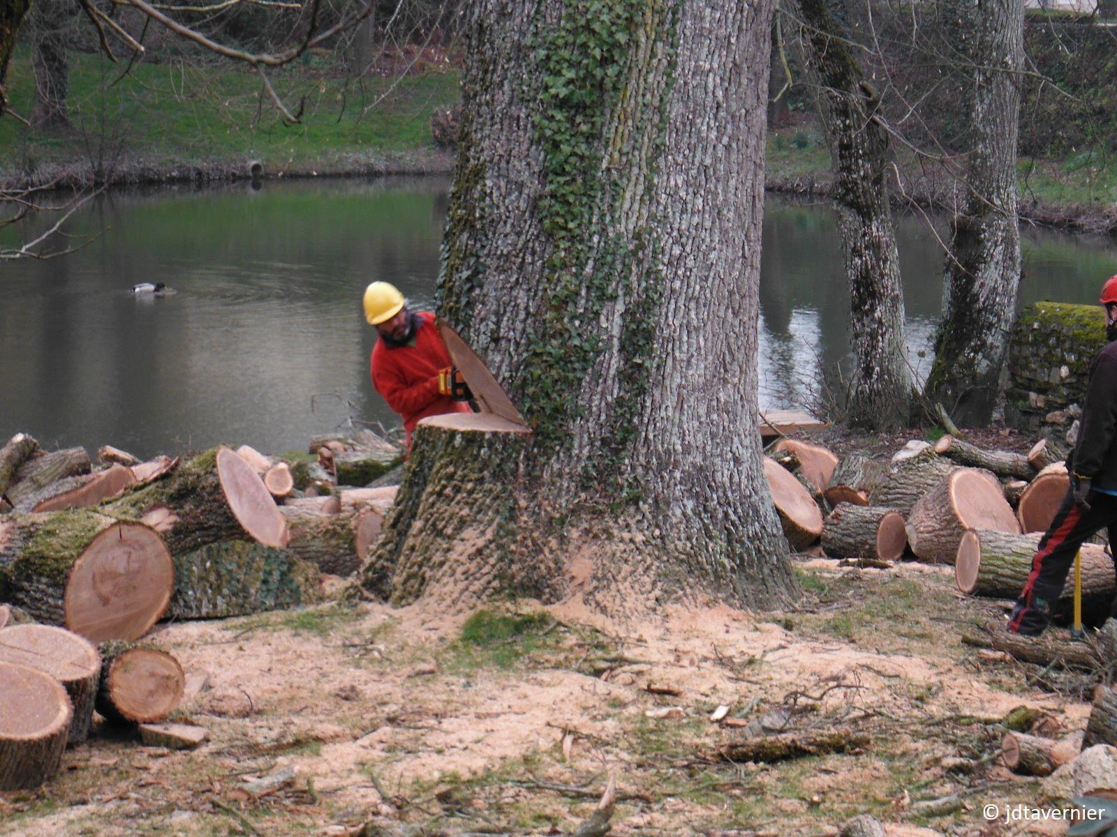 Abattage d'un gros arbre